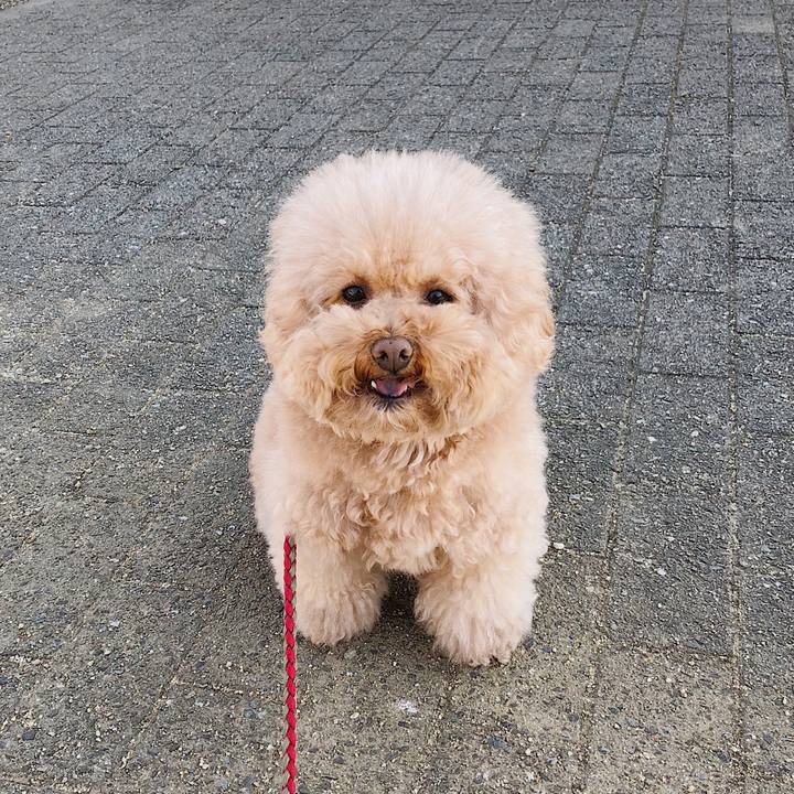 Ce11e850 517a 42e5 a8b5 63053660f483 1513820058487