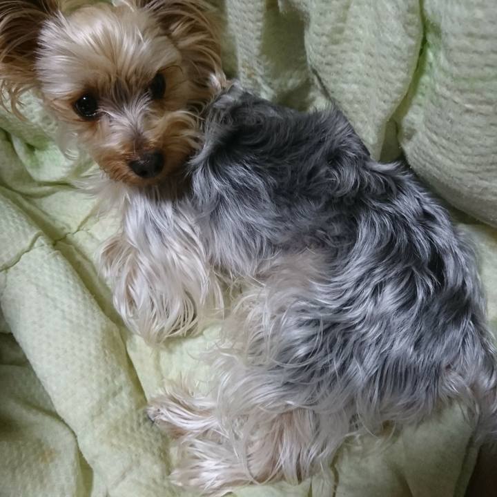 Ce15443c 5f3a 415c 806a 4bb60da86a64 1524738029472