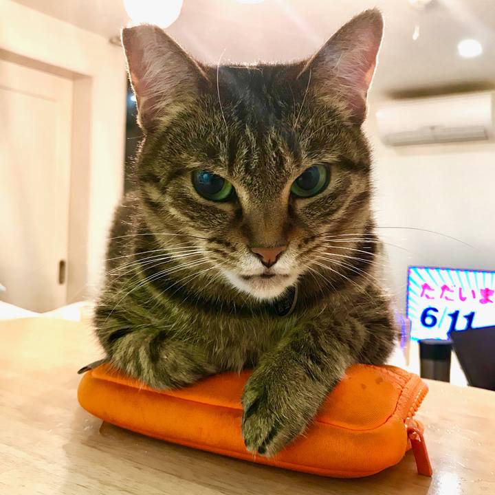 Ce195a92 ee22 48e5 9863 45b0a92bb4d3 1559918162172