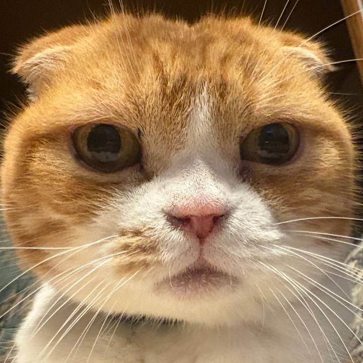 Ce1a0dcb 9083 4a5b bac1 36add69f85ca 1760183318964