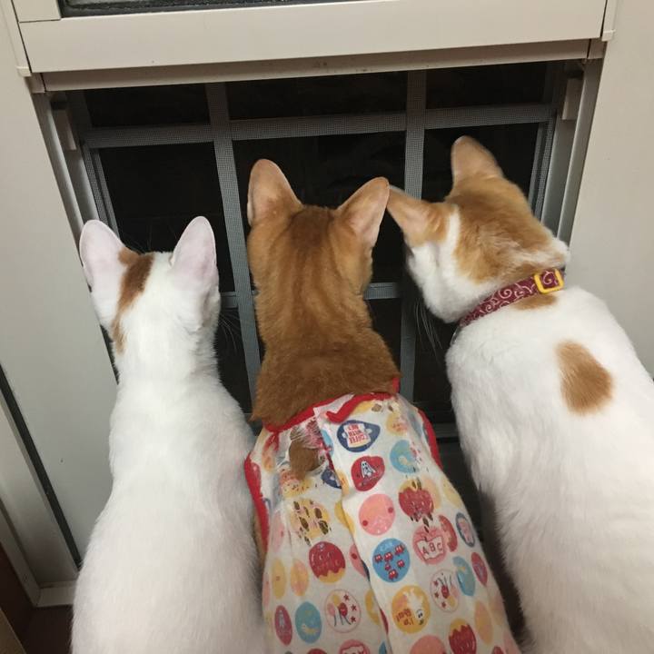 Ce1c1240 6657 41d5 871b b0e0f80e06ee 1509628737080