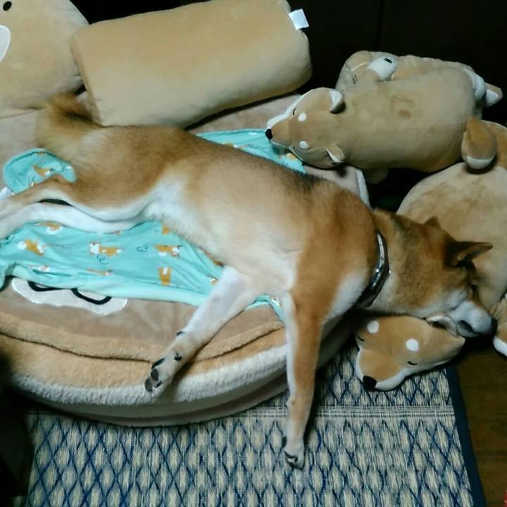 Ce1d964d 862c 4a08 a288 b40a6bf64d2f 1529669400474