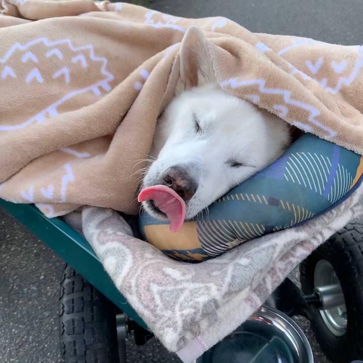 Ce20227c 12cc 402e 8cb9 d8b2c40d4646 1584273326272