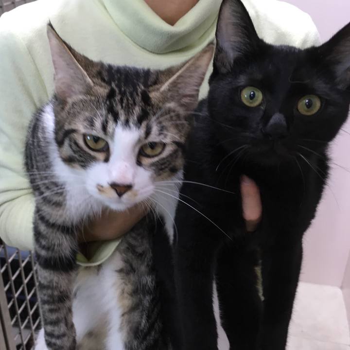 Ce222683 4930 46fc 9ef6 6150bfd2aa5f 1540804703720