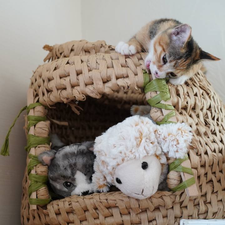 Ce242033 2b6f 44be 87db 9b7b0bd0d52f 1570255516900