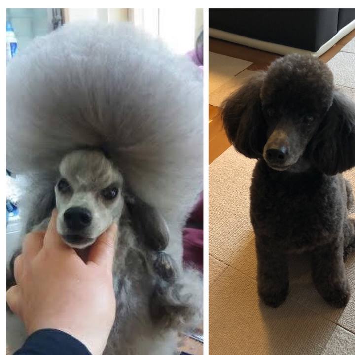 Ce247a9f e559 4bb1 924c 913253dbb0c0 1587264549751