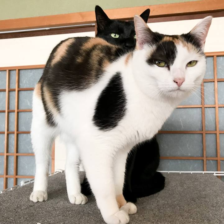 Ce263cb0 bc2c 4adf a339 5c8e4c414ec3 1521816923665