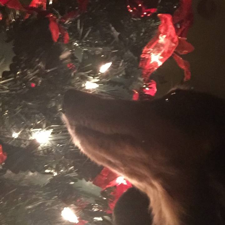 Ce264f99 c886 4202 9a40 07c36319bb19 1513430984051