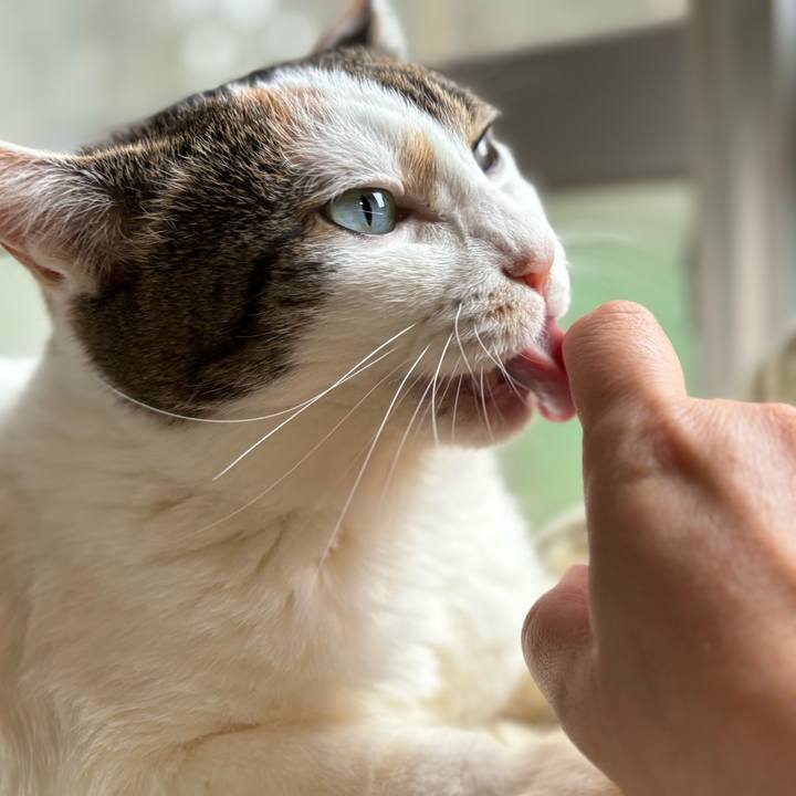 Ce28346f b8b4 4fce 9e54 01d6cde7f338 1742082758866