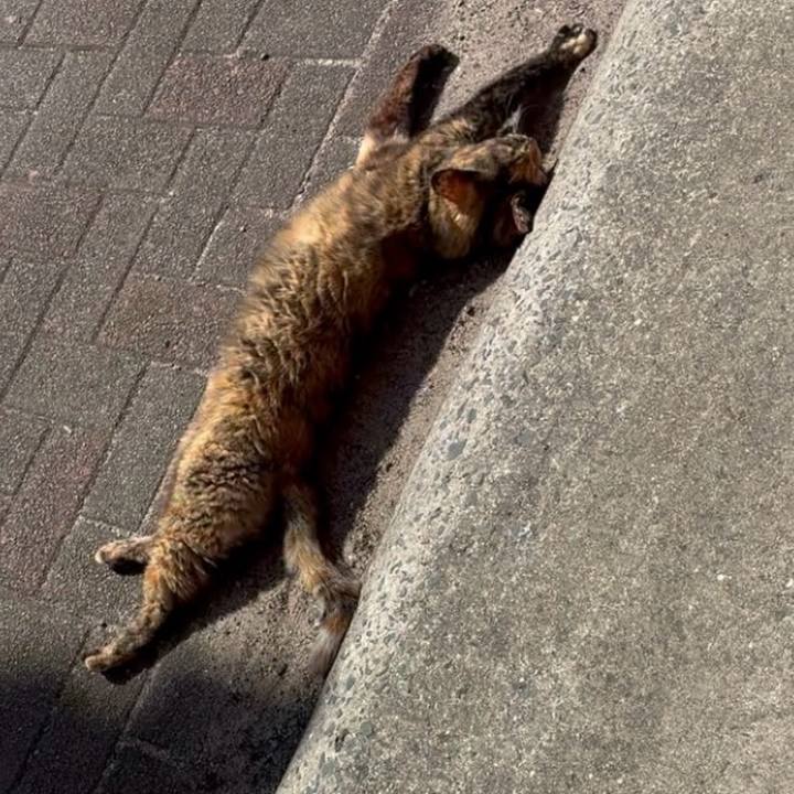 Ce28e5ef 99ac 4378 94a6 880fcaab14ba 1774098313256