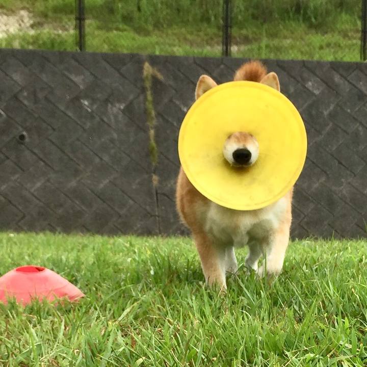 Ce2c1217 d8bc 4b0a 9edc a5d8f6cfeeb5 1565745053206