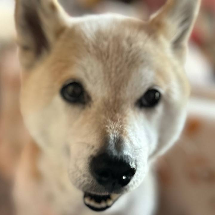 Ce2d13c2 2129 4d06 adad 35f6de1268d9 1747096675013