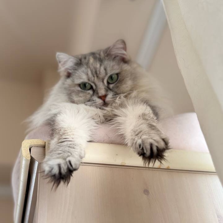 Ce3098f8 02f9 4101 80ce 99d9951c8c5a 1742445093808