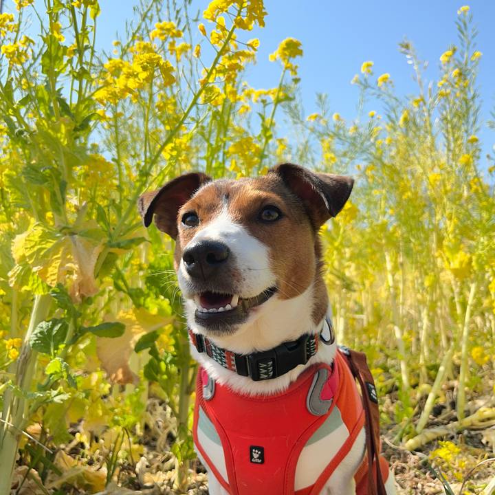 Ce36d84c e58c 4702 a867 c36e528e3296 1742960521867