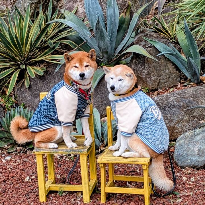 Ce36eef8 4976 428a a2f2 4aeeb181b4b7 1742454050010