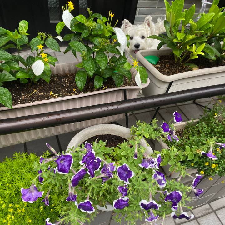 Ce370b1e 6bce 4baf 8200 25741f0006c3 1593333103103