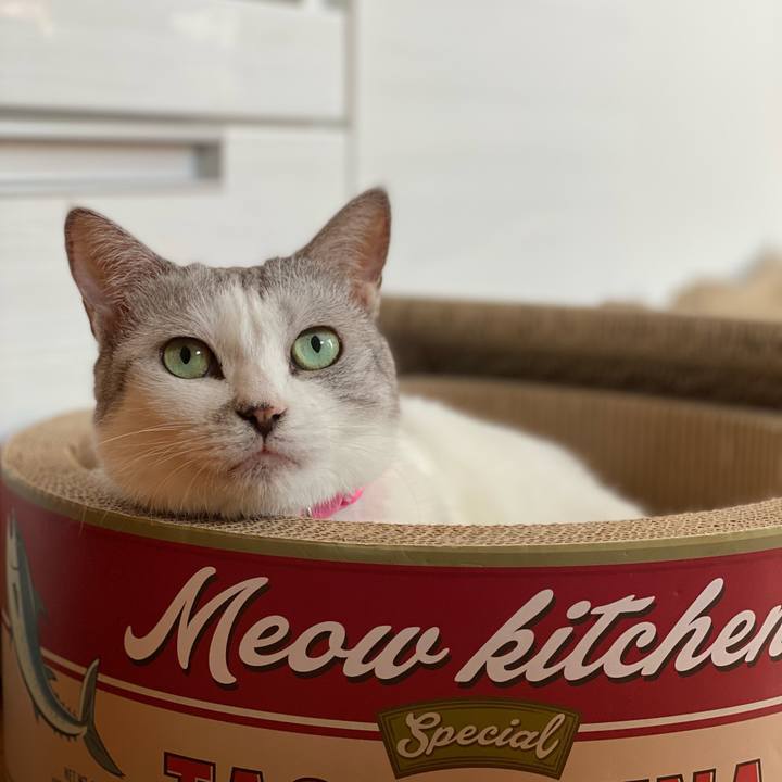 Ce37b78e 63f1 4a77 a2b8 25042bf9b7da 1635050441815