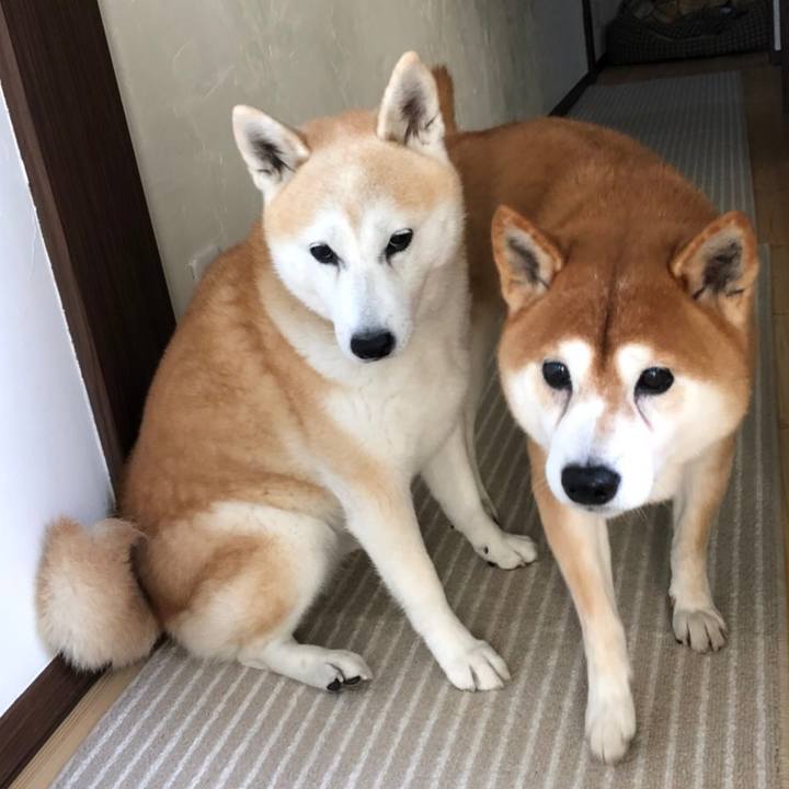 Ce3a2aed abab 43a4 a63f fe302ab960fe 1541111488482