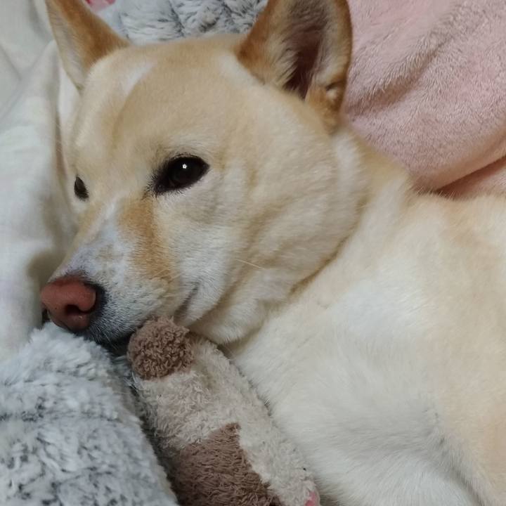 Ce3a3439 b69f 4d4a 843c a9e5fbc960d4 1588855710673