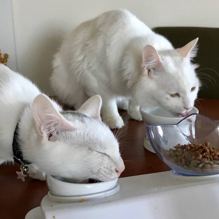 Ce3c82cd 95e5 494a a2b1 606c6f1eb8e4 1570932498924