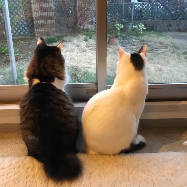 Ce3c9f36 071b 4f0b b5ac 2ca534bb29c2 1521783147670