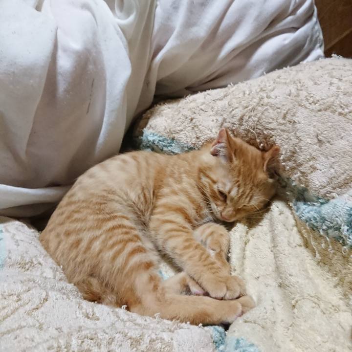 Ce3d2dfc 480e 482b a34b 8a7d42df0bcb 1633262301175