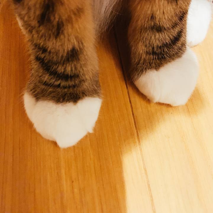 Ce3d88c8 2cb7 42c9 92e7 9e2920ce4655 1544535321460