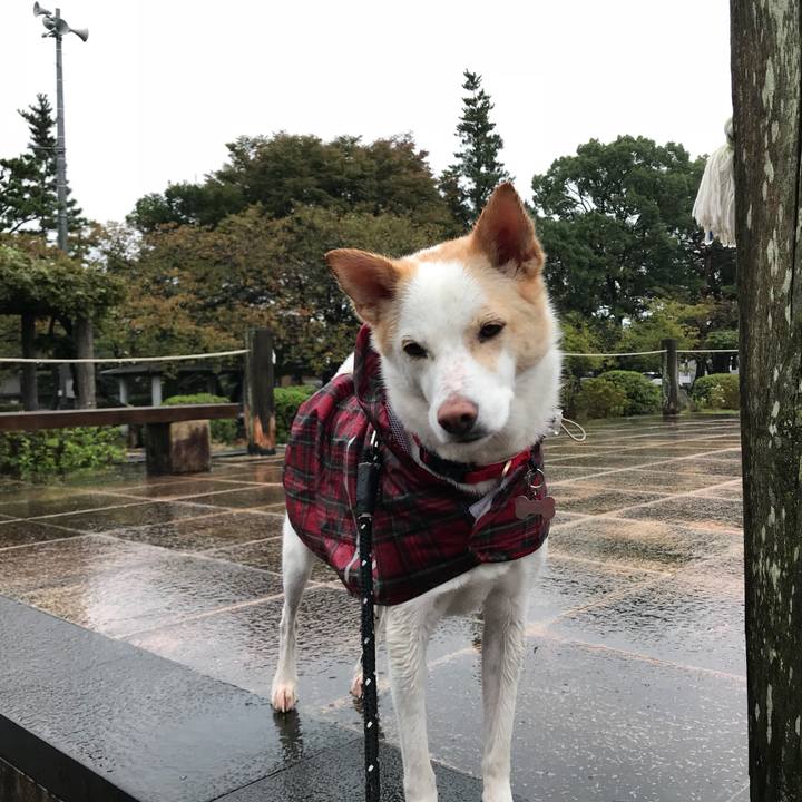 Ce3db0c4 0540 4fe8 8fe7 267453498cc4 1508407892151