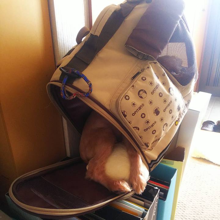 Ce40632d 2300 46c6 a657 f8cebcca8be0 1597200250619