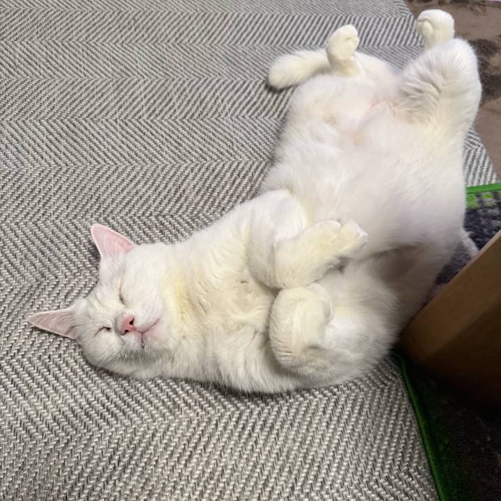 Ce406ab5 d33e 44d9 8df2 3aa1d41e519a 1749200529401