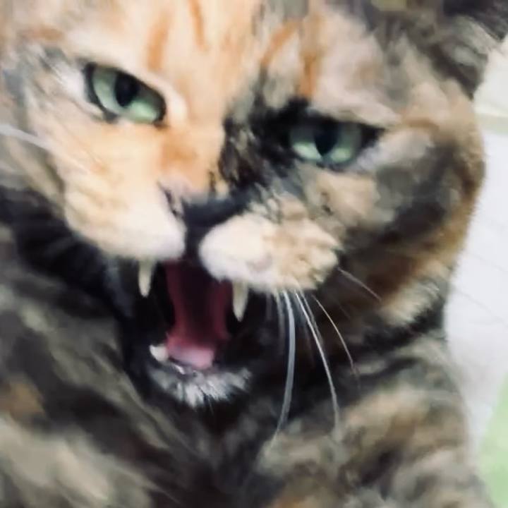 Ce44ade2 8a38 4c3f 803f 77f1c913a3a1 1731058393005