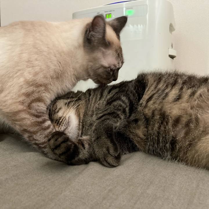 Ce498766 d65a 4085 b142 d00f9103b0df 1597013032497