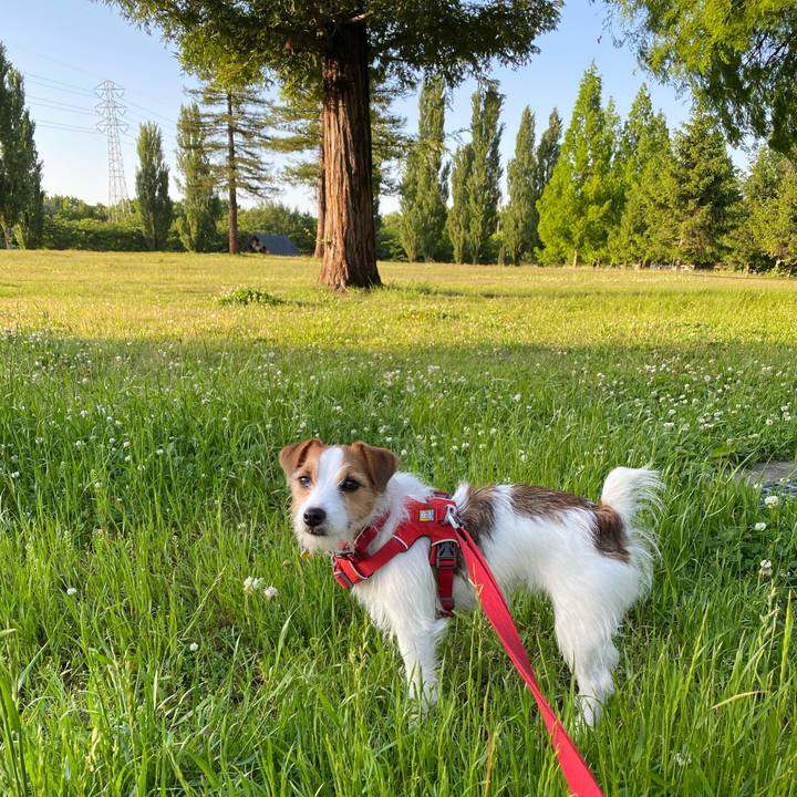 Ce4ad7a2 e29d 440c b218 e14af424afc8 1652530951461