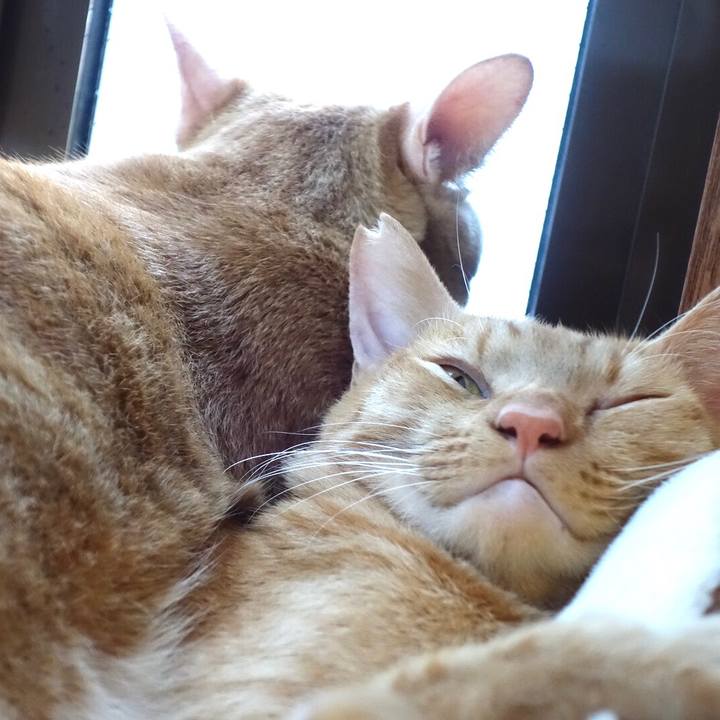 Ce4b1a39 b5fa 48aa 8334 8db913de3db8 1597490083834