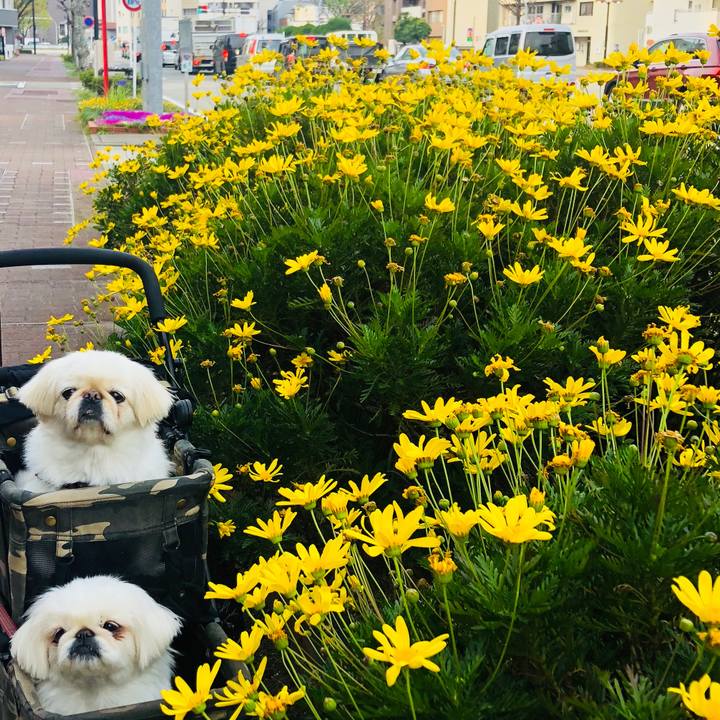 Ce4bcab6 1369 4c2c 82a6 f52022505bdf 1587005529846