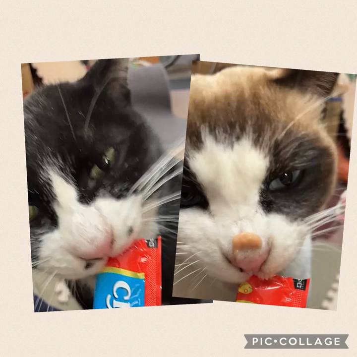 Ce4bf82b 4f5e 46e4 bbef ac892efc8494 1739241773728