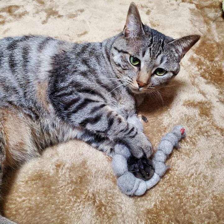 Ce4c44fe 9966 4278 8def b1991c614bc5 1709292973343