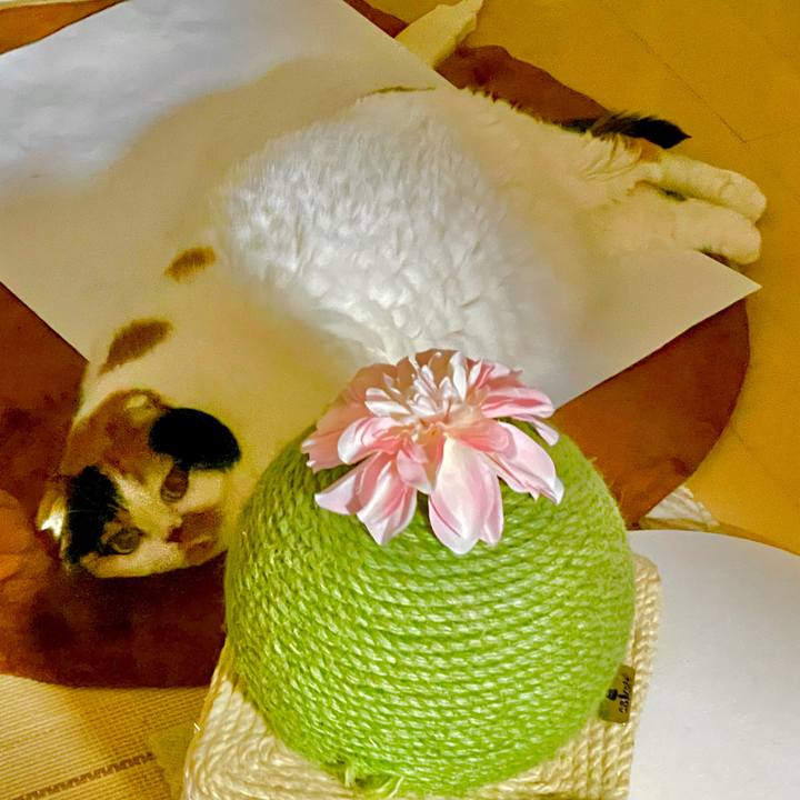 Ce4c6906 08d9 4c2b 89e7 9216979802c3 1665103769336