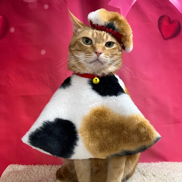 Ce4d8319 642f 4b9a a789 d6cc0a453e6d 1740745489203