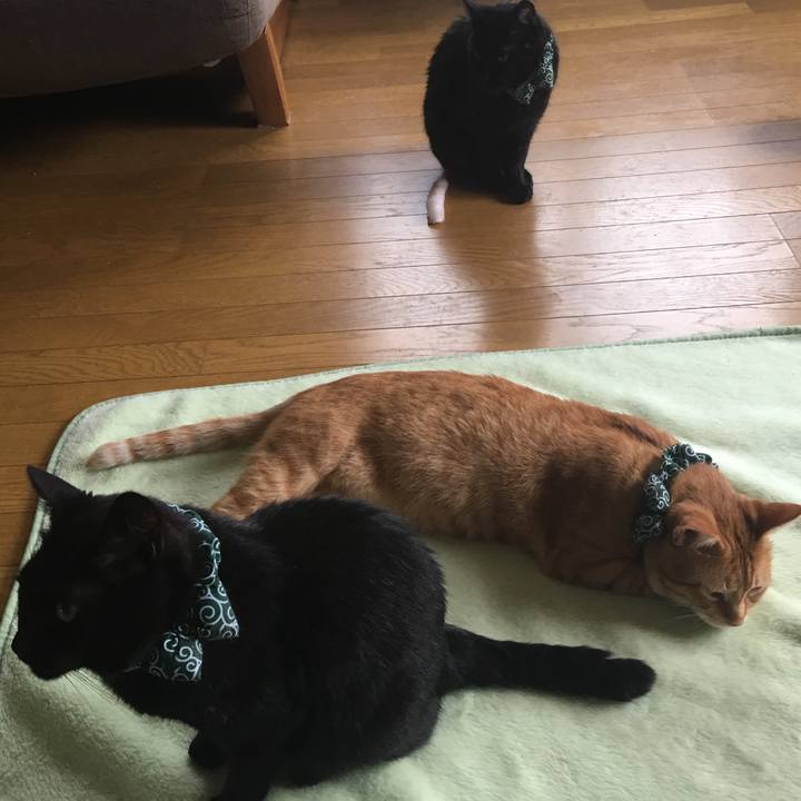 Ce4f3157 0443 49ba a2ce 4759fa8f0cca 1532355463292