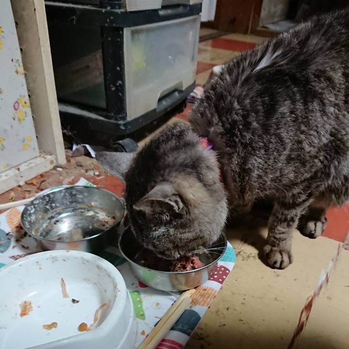 Ce55cab8 b52b 4891 b2ad c24b4281e433 1590954436047