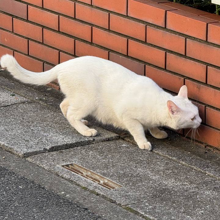 Ce58cc1c 69a3 4ddf a8c8 852703c34395 1763087426443