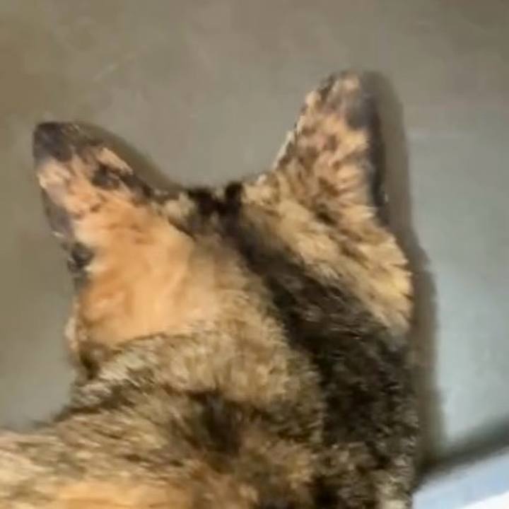 Ce58d58a 7211 4715 af04 c1fd02f10fa8 1741814069800