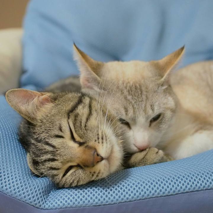 Ce590843 79a2 42d8 bf8b 7c34403a1d91 1521376485882