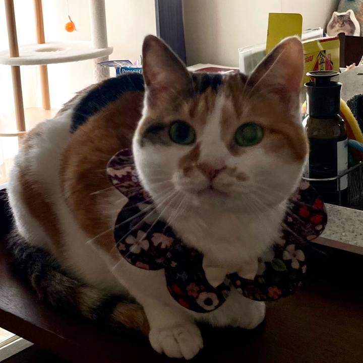 Ce5e0bbb b1e4 4508 9ece a73ea2c40609 1744328297747