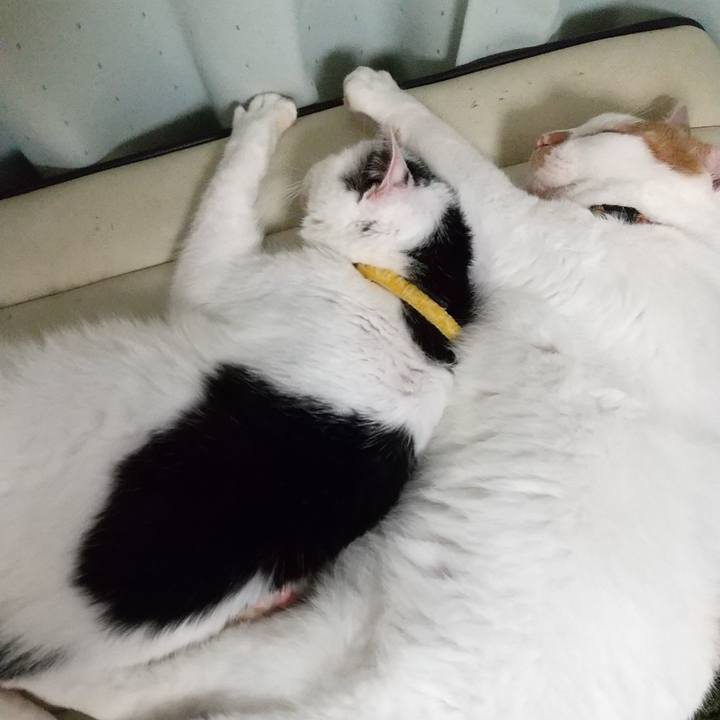 Ce5e2098 1faa 4931 9300 c923286ab9b9 1726912696255