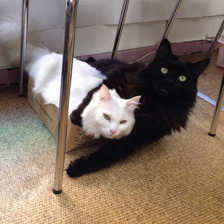 Ce5e2736 80c6 48c4 b22c 2bf6d28ca84b 1513296073268