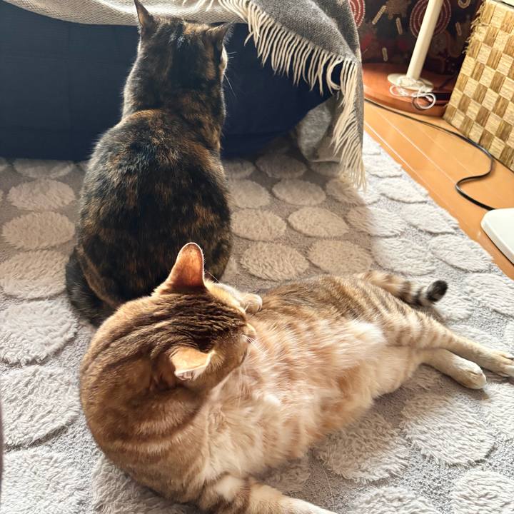 Ce5f0367 53c6 44ba af12 630fb2974d6d 1770333440008