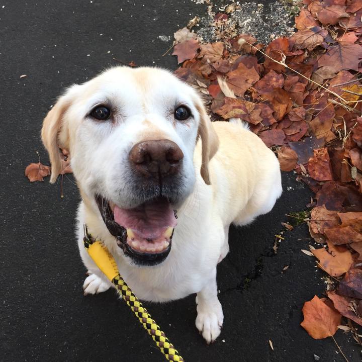 Ce607a06 7589 4903 8a20 463b9a7fed56 1511839382479