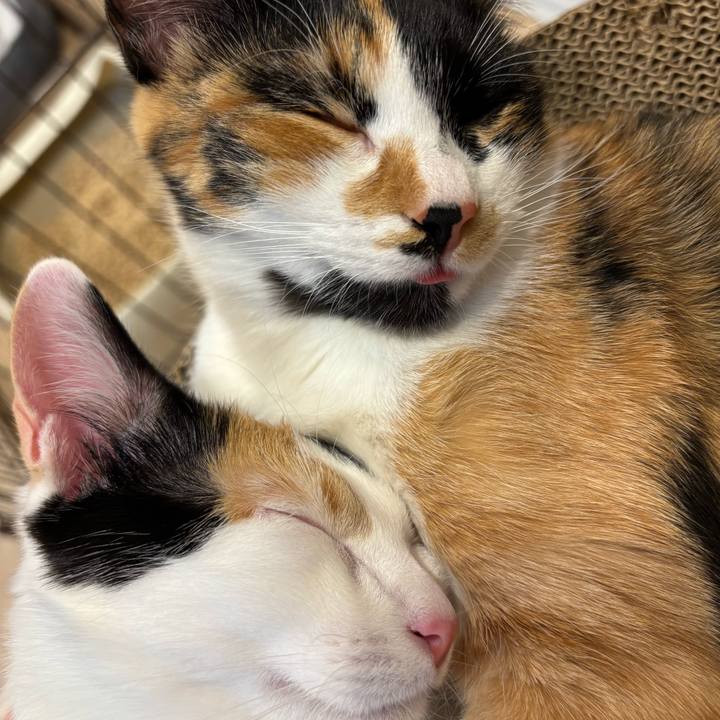 Ce619780 19e3 4877 b8d2 1a95328d04ae 1763629509942